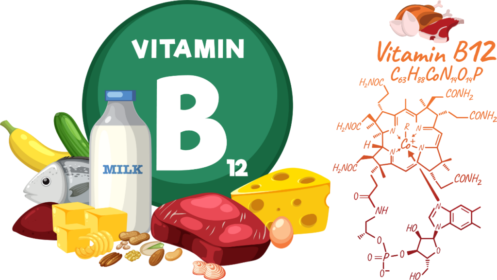 فيتامين ب12: أهميته، مصادره، وأعراض نقصه 